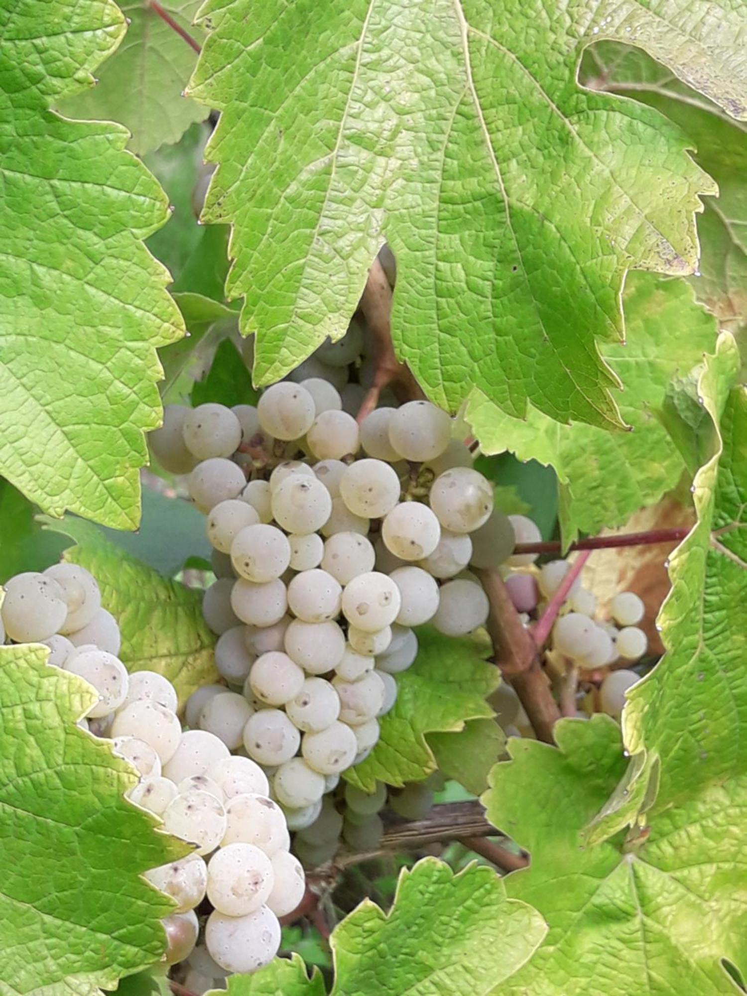 Pensión Weinhof Michael Morbach *